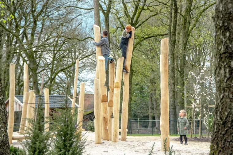 Robinia klimstam voor openbaar gebruik