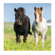 Schattige Pony&#039;s, 3x49st.