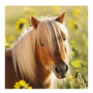 Schattige Pony&#039;s, 3x49st.