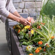 Lakewood Verhoogde Plantenbak - Donker Ceder