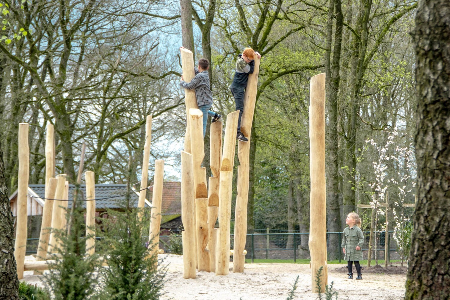 Robinia klimstam voor openbaar gebruik